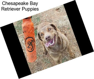 Chesapeake Bay Retriever Puppies