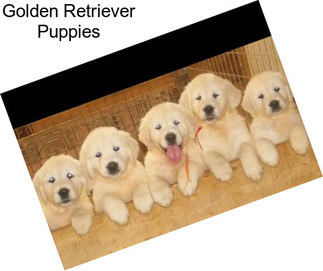 Golden Retriever Puppies