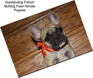 Outstanding French Bulldog Fawn female Puppies