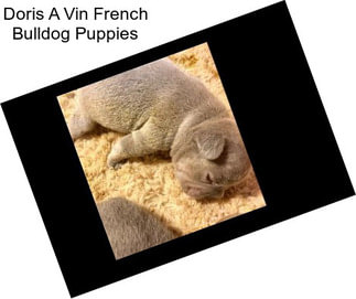 Doris A Vin French Bulldog Puppies