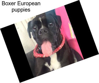 Boxer European puppies