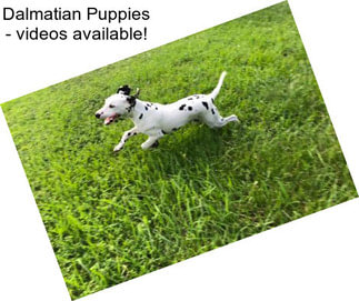 Dalmatian Puppies - videos available!