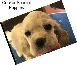 Cocker Spaniel Puppies