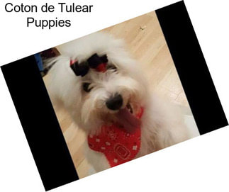 Coton de Tulear Puppies