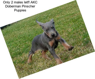 Only 2 males letf! AKC Doberman Pinscher Puppies