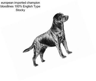 European imported champion bloodlines 100% English Type Stocky