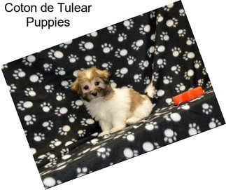 Coton de Tulear Puppies