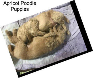 Apricot Poodle Puppies