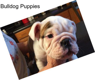 Bulldog Puppies