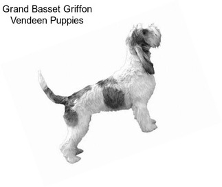 Grand Basset Griffon Vendeen Puppies