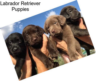 Labrador Retriever Puppies