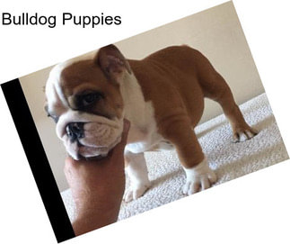 Bulldog Puppies