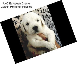 AKC European Creme Golden Retriever Puppies