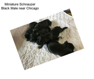 Miniature Schnauzer Black Male near Chicago