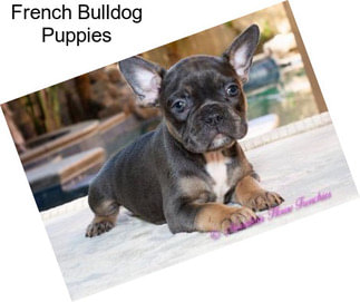 French Bulldog Puppies