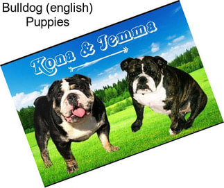 Bulldog (english) Puppies
