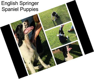 English Springer Spaniel Puppies