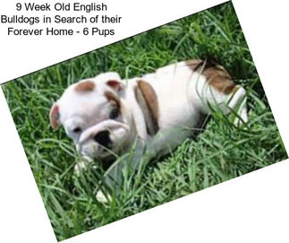 9 Week Old English Bulldogs in Search of their Forever Home - 6 Pups