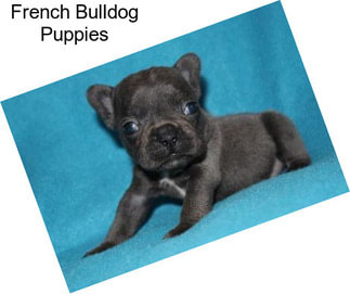 French Bulldog Puppies