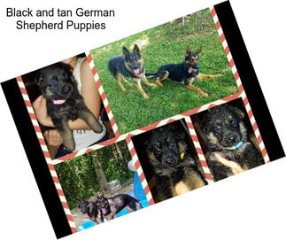 Black and tan German Shepherd Puppies