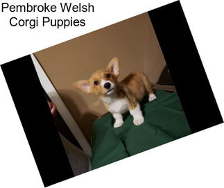 Pembroke Welsh Corgi Puppies