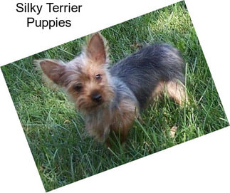 Silky Terrier Puppies