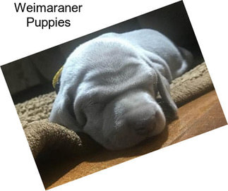 Weimaraner Puppies