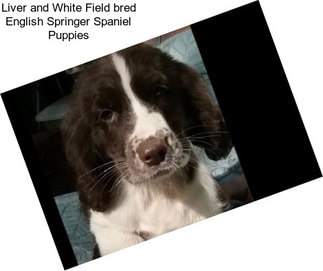 Liver and White Field bred English Springer Spaniel Puppies