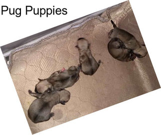 Pug Puppies