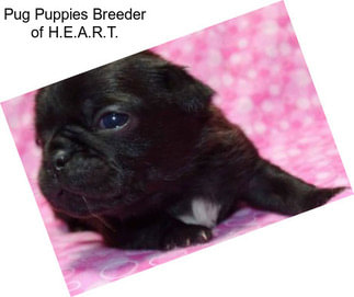 Pug Puppies Breeder of H.E.A.R.T.