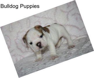 Bulldog Puppies