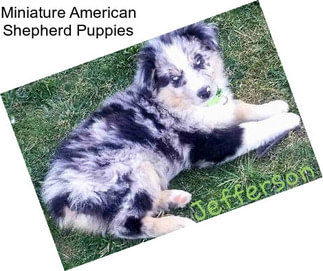 Miniature American Shepherd Puppies