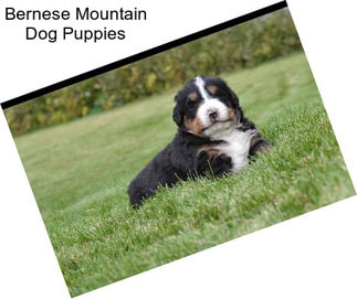 Bernese Mountain Dog Puppies