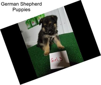 German Shepherd Puppies