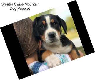 Greater Swiss Mountain Dog Puppies