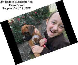 JM Boxers-European Red Fawn Boxer Puppies-ONLY 1 LEFT