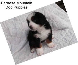 Bernese Mountain Dog Puppies