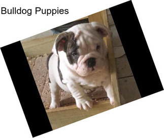 Bulldog Puppies