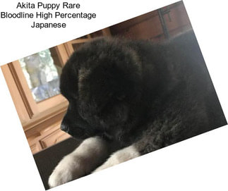 Akita Puppy Rare Bloodline High Percentage Japanese