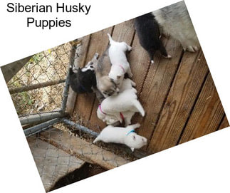 Siberian Husky Puppies