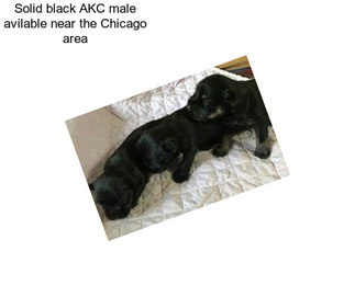 Solid black AKC male avilable near the Chicago area