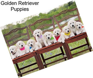 Golden Retriever Puppies