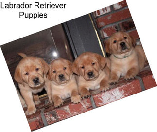 Labrador Retriever Puppies