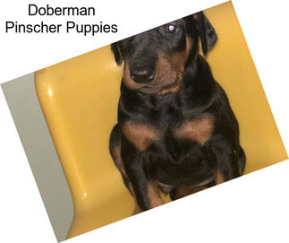 Doberman Pinscher Puppies