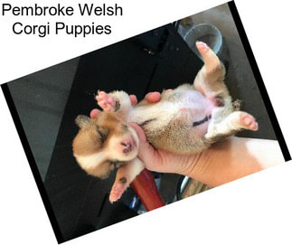 Pembroke Welsh Corgi Puppies