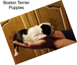 Boston Terrier Puppies