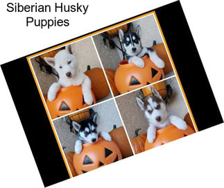 Siberian Husky Puppies