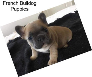 French Bulldog Puppies