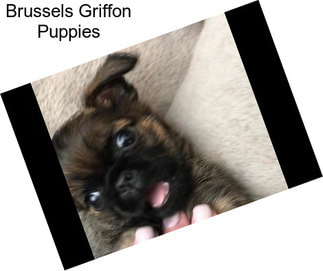 Brussels Griffon Puppies