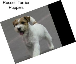 Russell Terrier Puppies